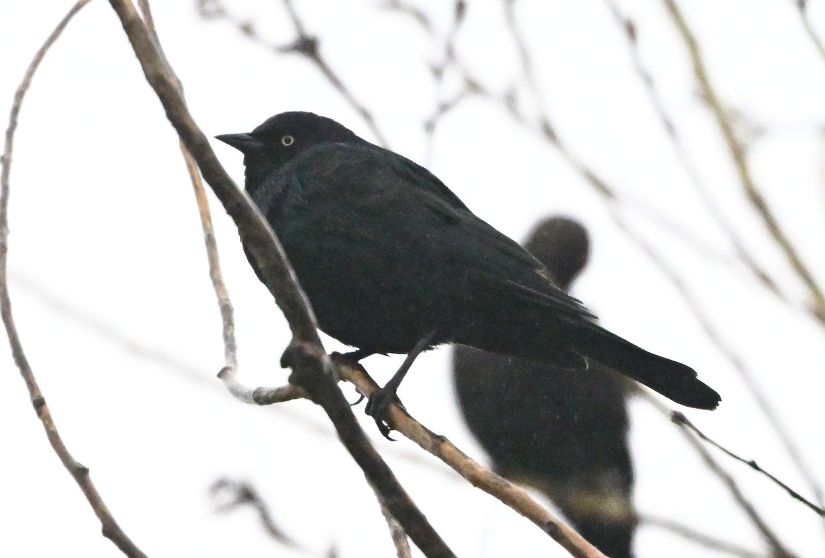 Brewer Karatavuğu - ML647309705