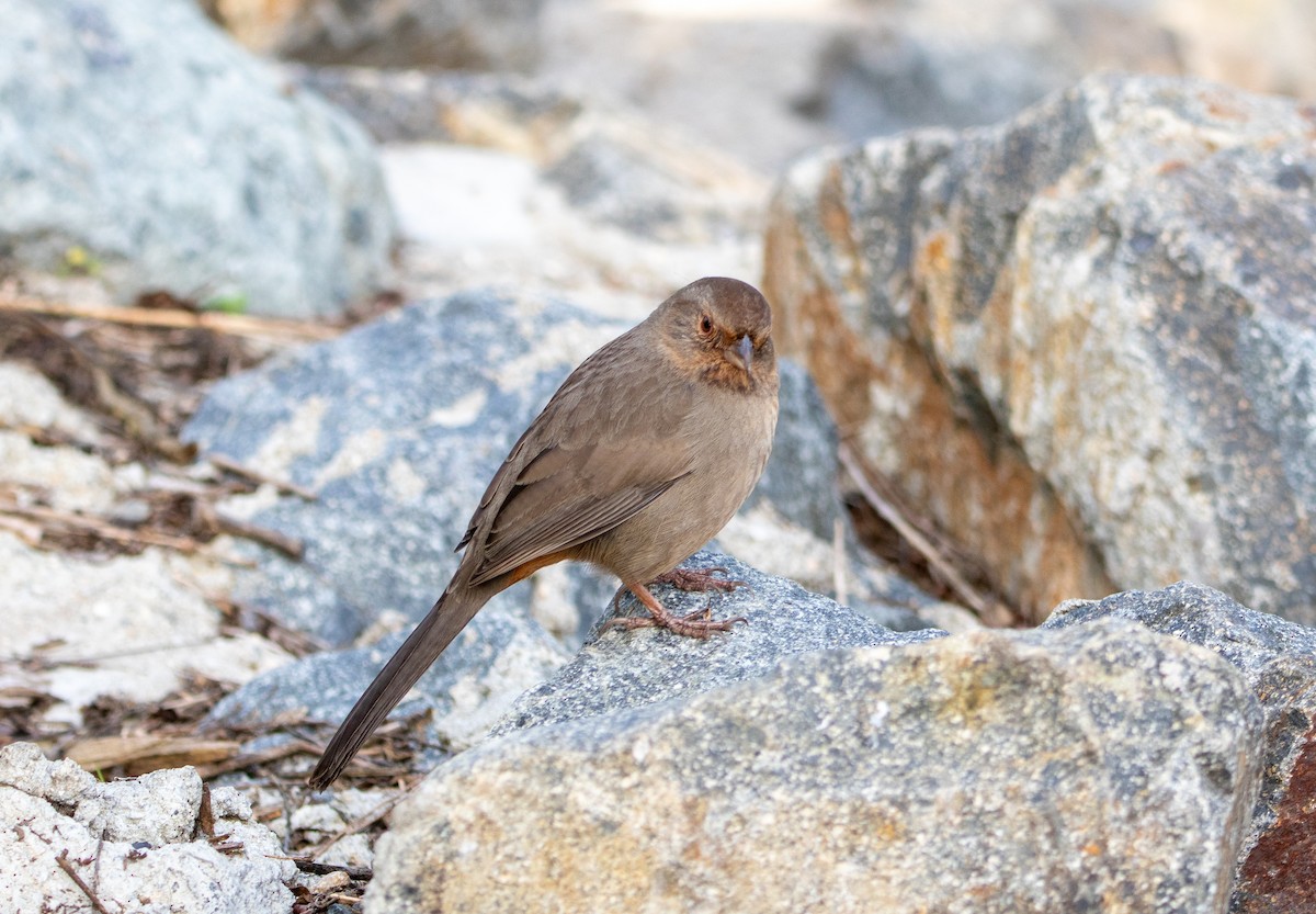 California Towhee - ML647309716