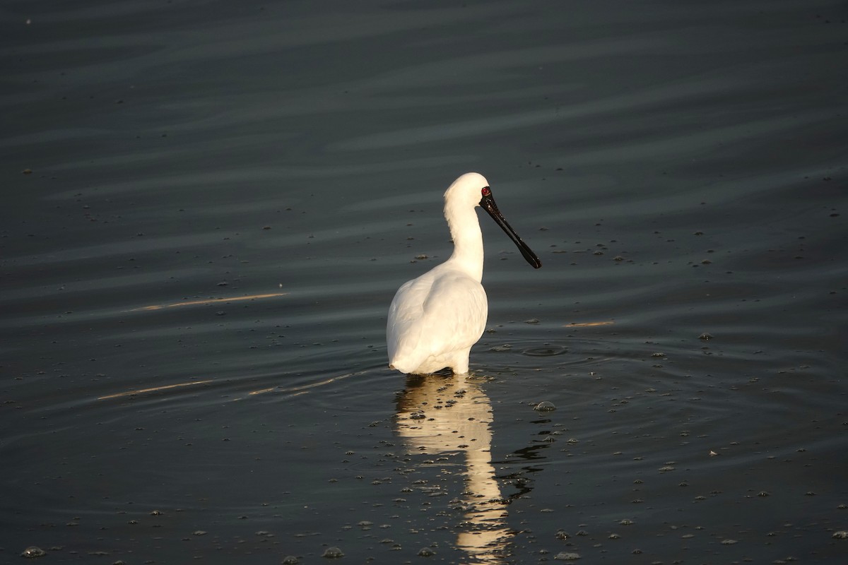 Black-faced Spoonbill - ML647309726
