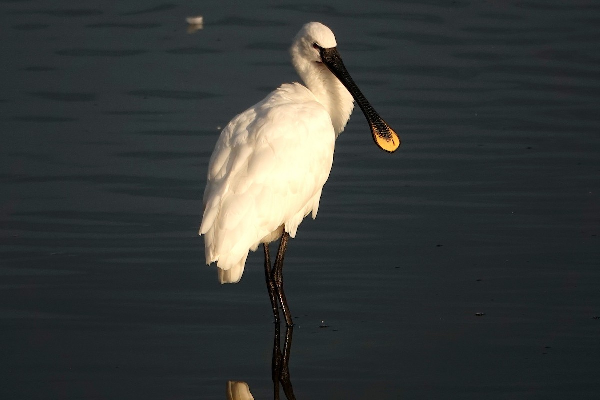 Eurasian Spoonbill - ML647309729