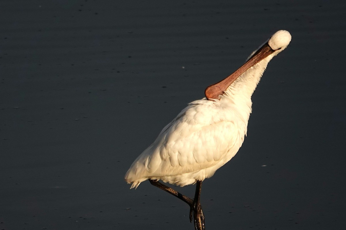 Eurasian Spoonbill - ML647309730