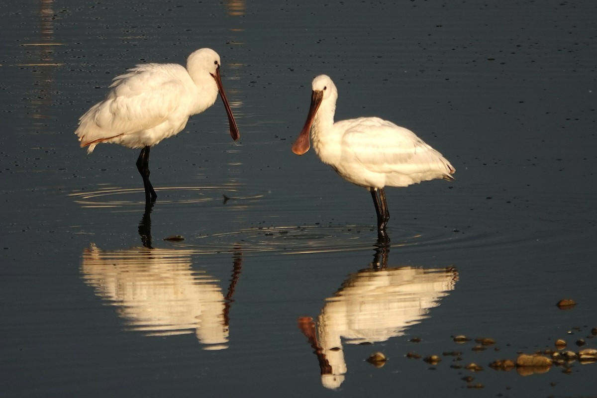 Eurasian Spoonbill - ML647309731
