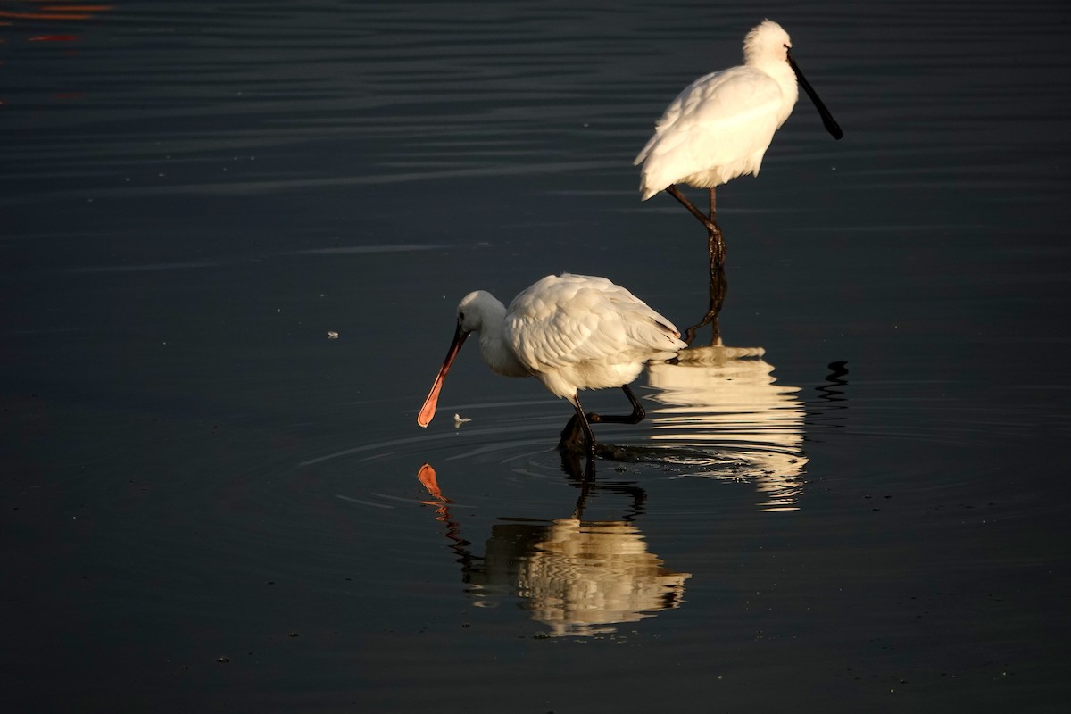 Eurasian Spoonbill - ML647309732