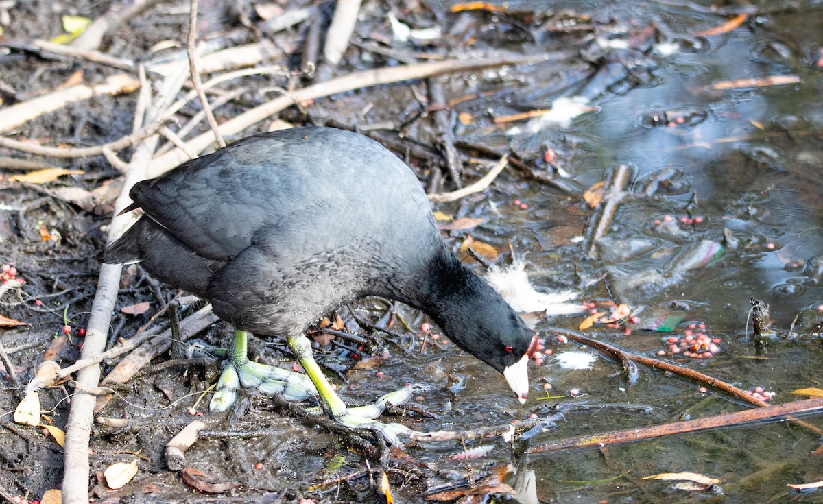 American Coot - ML647309735