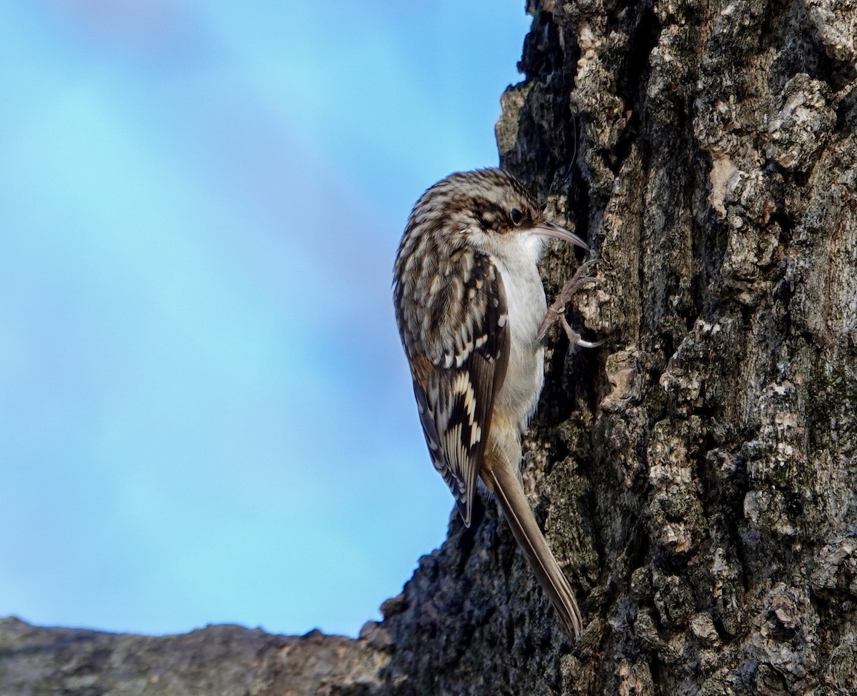 Brown Creeper - ML647309738