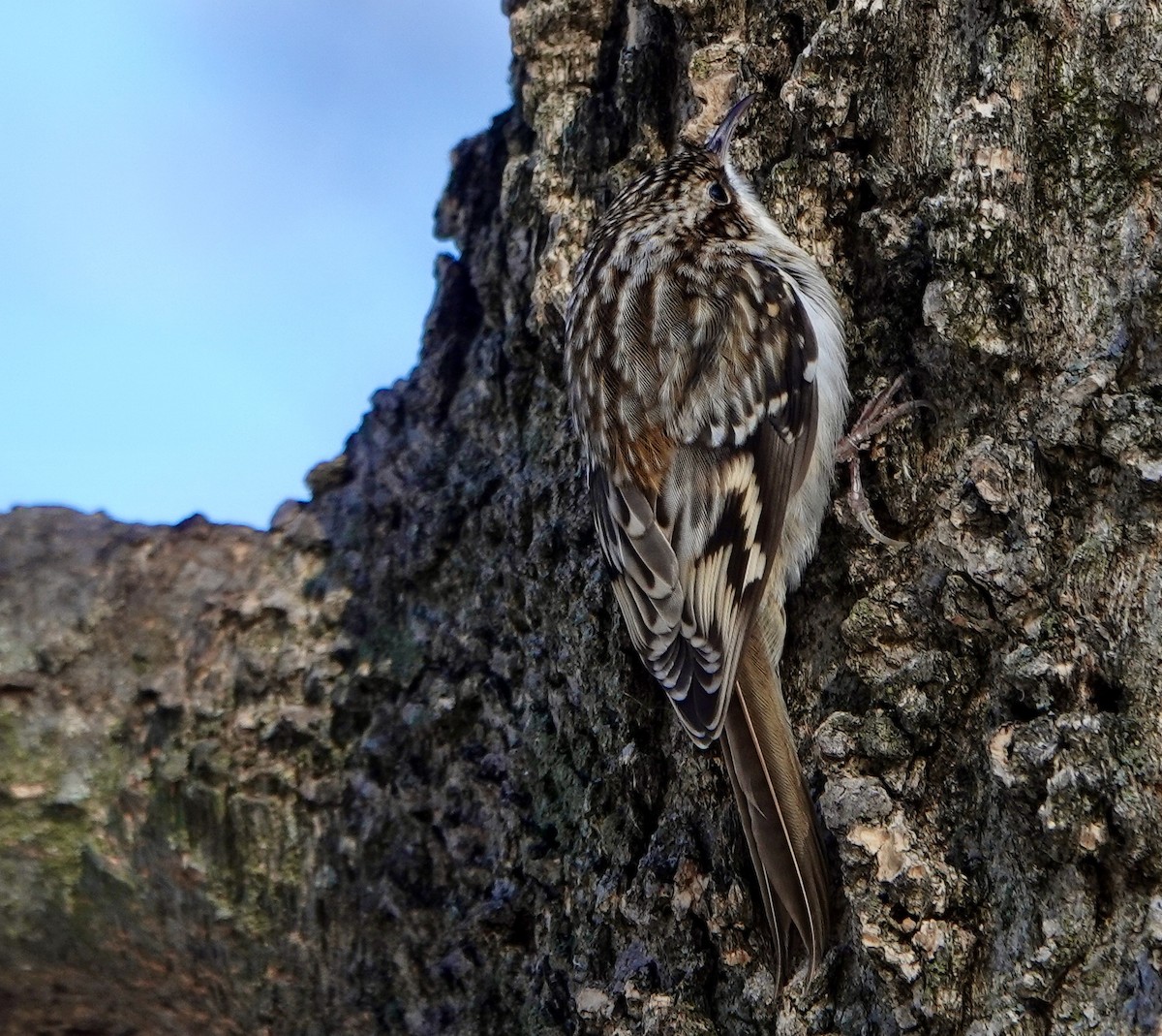 Brown Creeper - ML647309739