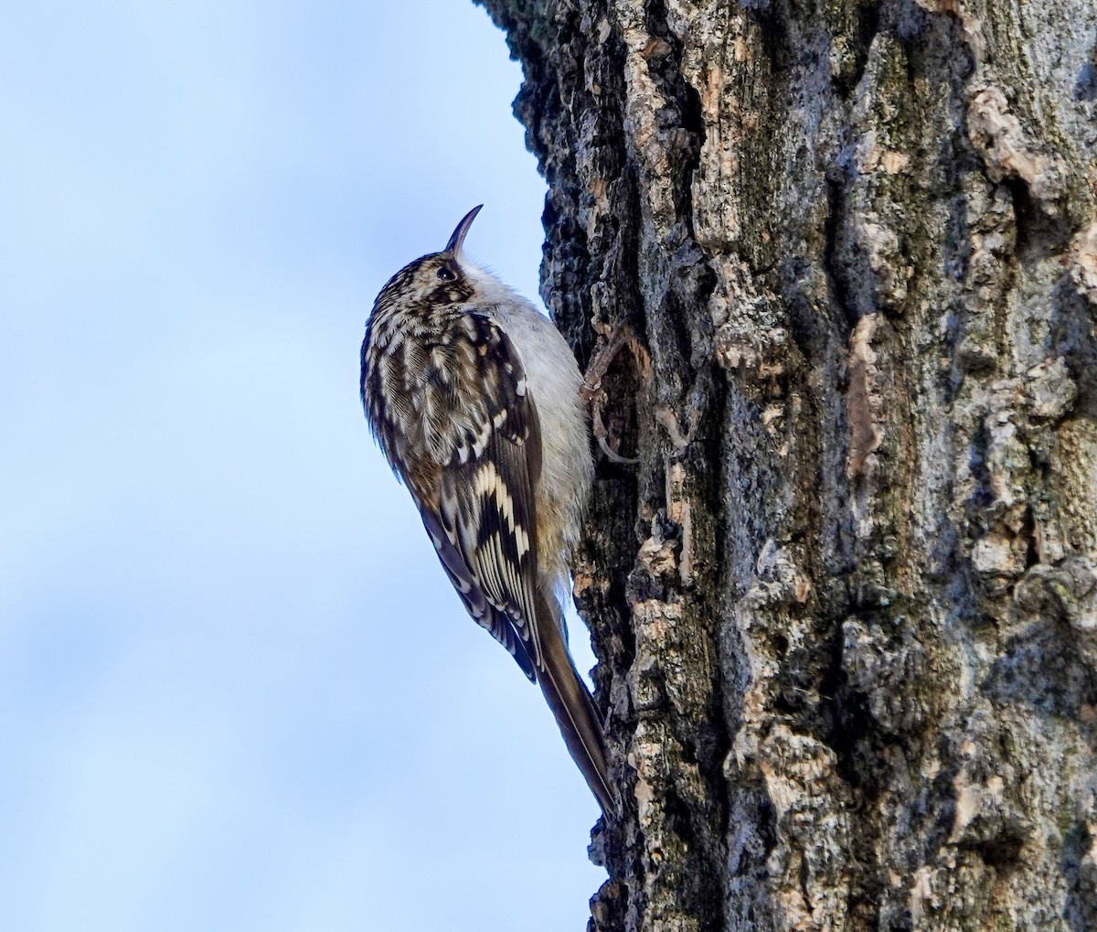 Brown Creeper - ML647309740