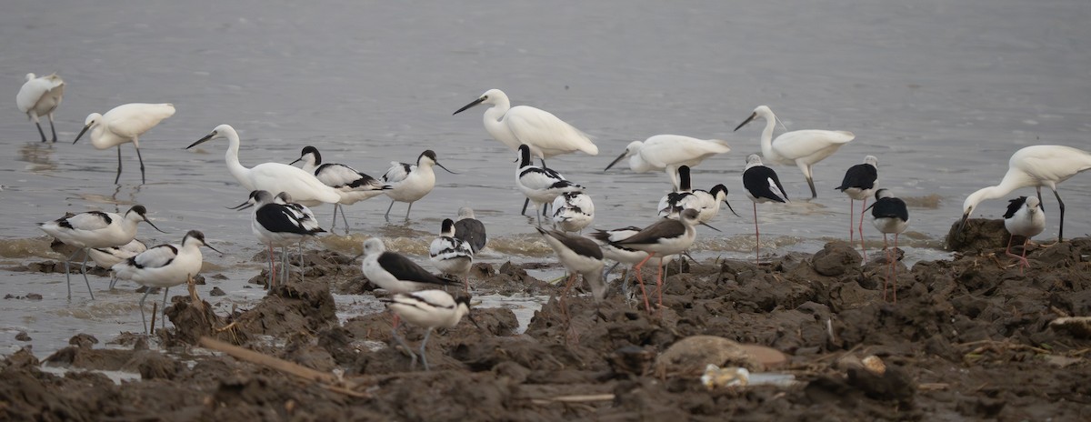 volavka stříbřitá - ML647309779