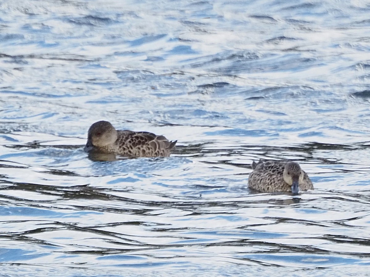 Sarcelle australasienne - ML647309783