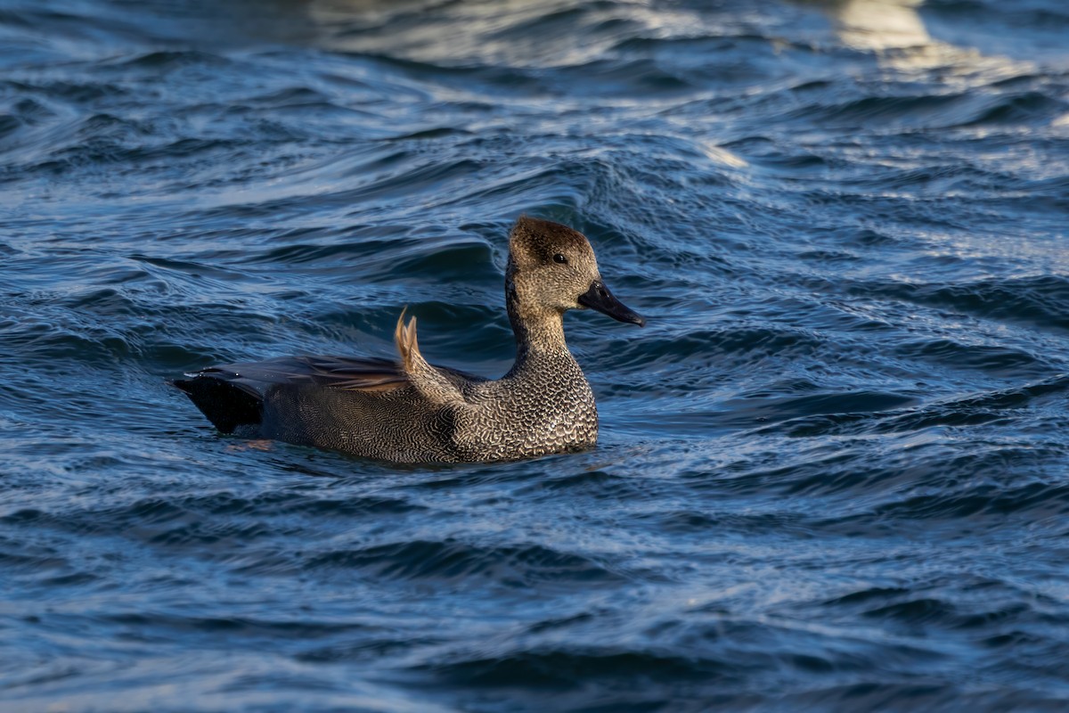 Schnatterente - ML647309789