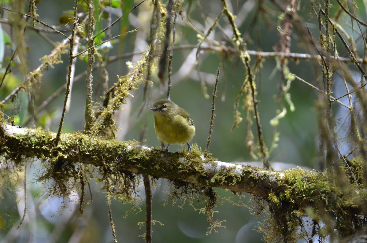 Yellow-winged Vireo - ML647309790