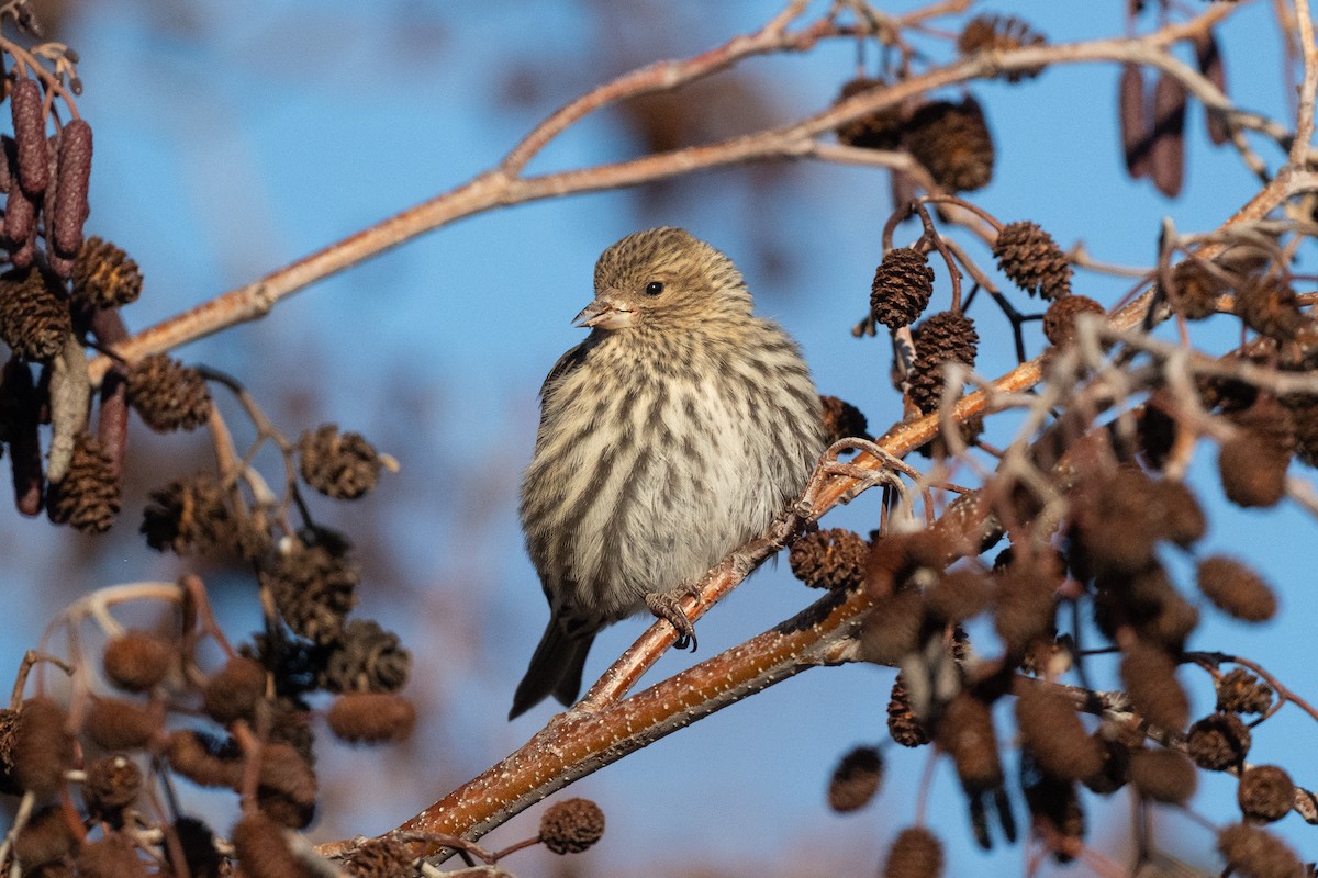 čížek severoamerický - ML647309791