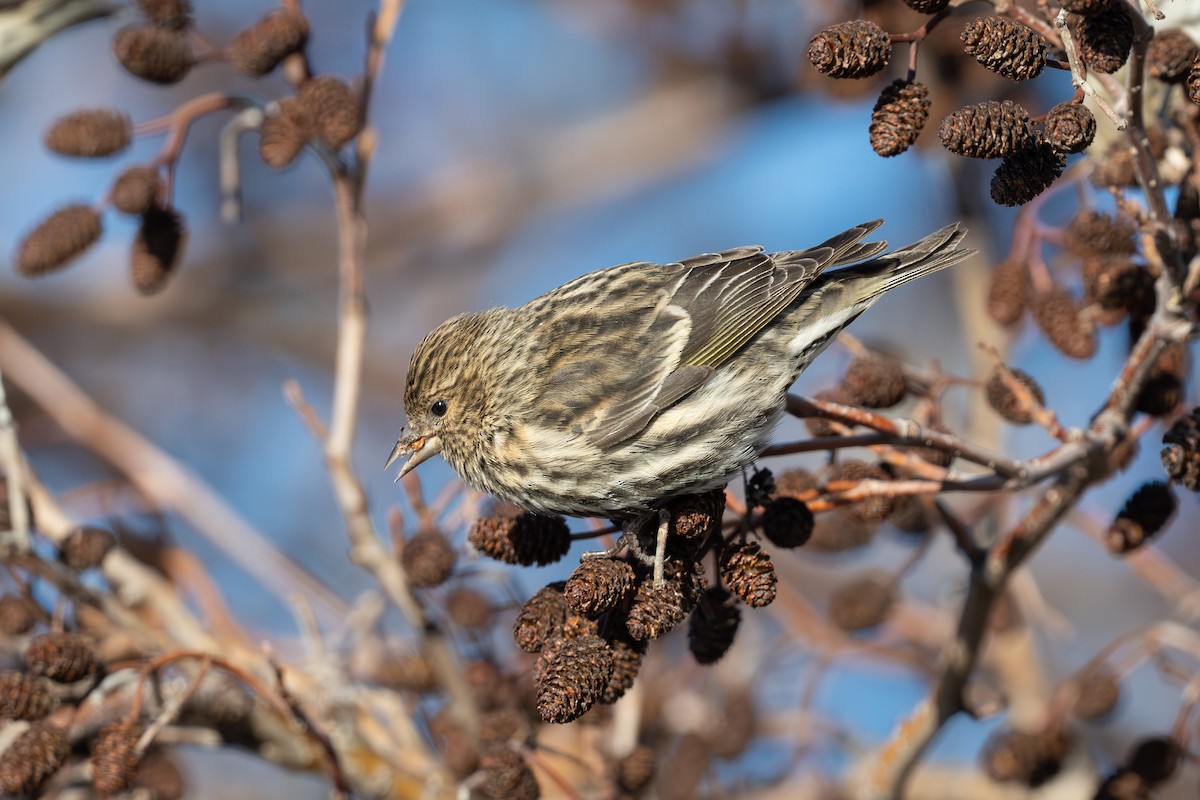 čížek severoamerický - ML647309792
