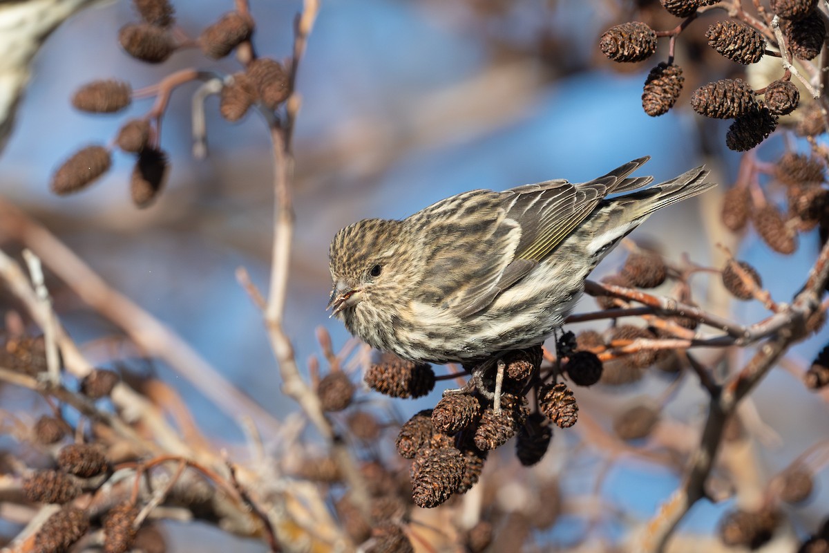 čížek severoamerický - ML647309793