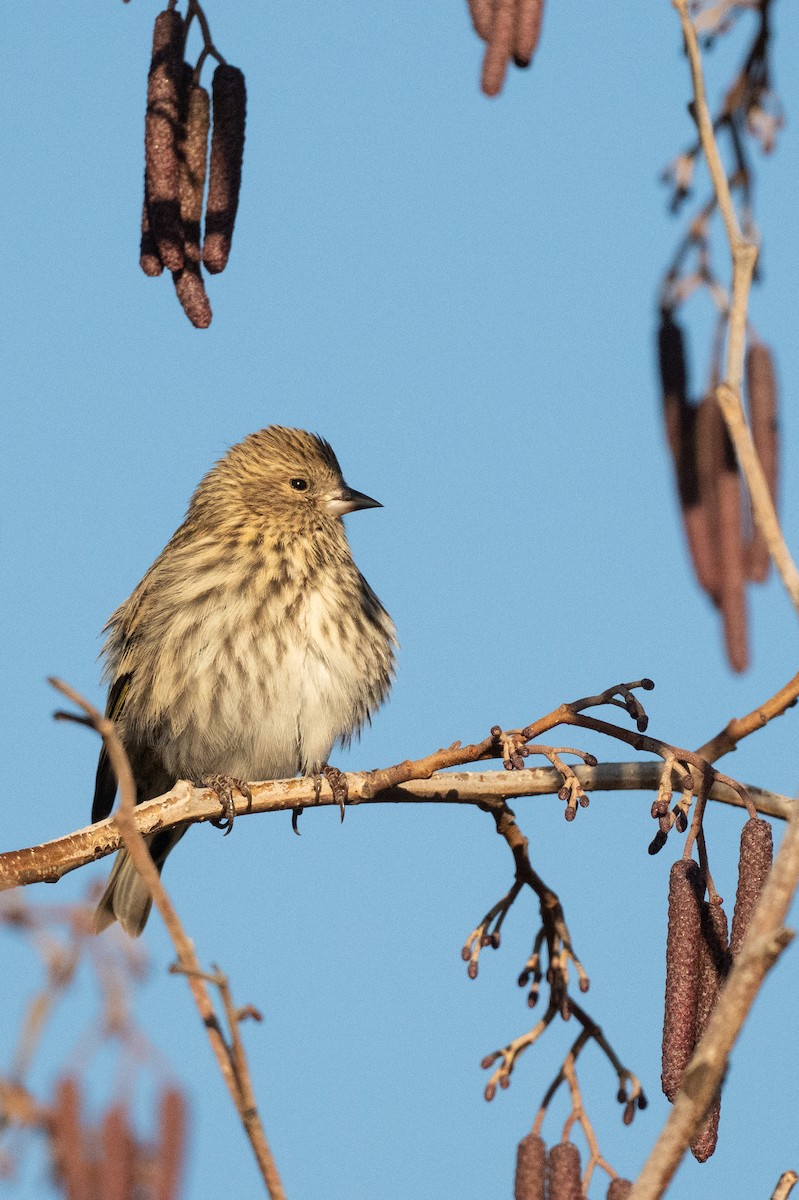 čížek severoamerický - ML647309795