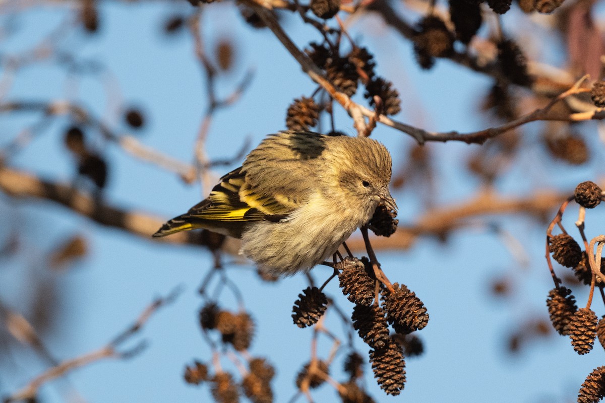 čížek severoamerický - ML647309796