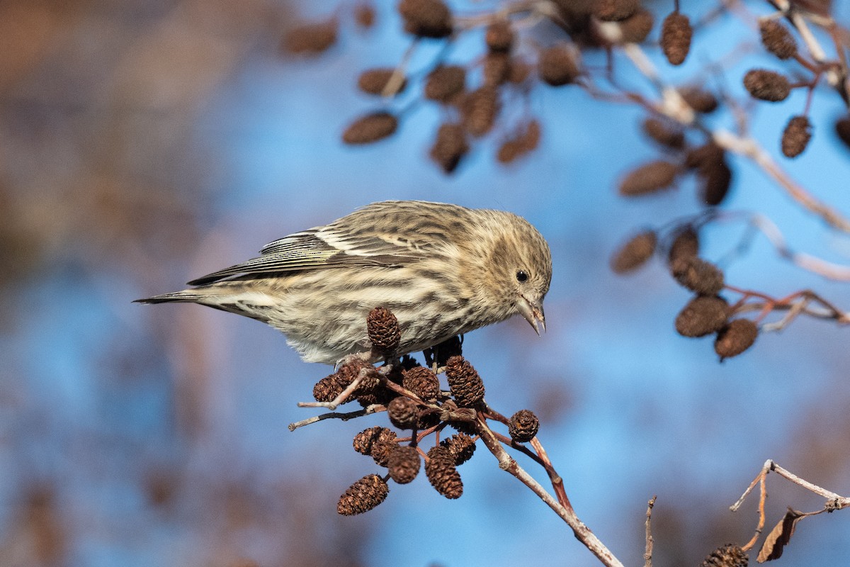 čížek severoamerický - ML647309797
