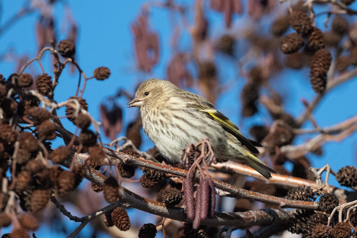 čížek severoamerický - ML647309798