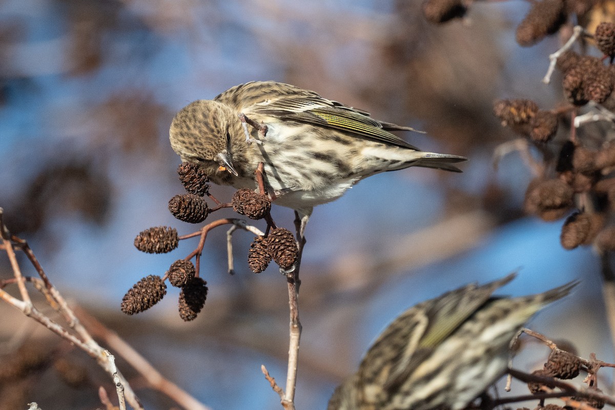 čížek severoamerický - ML647309799
