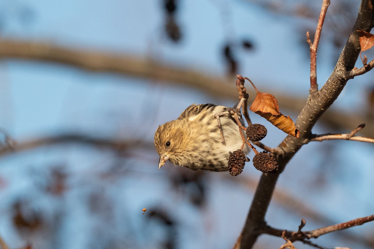 čížek severoamerický - ML647309800