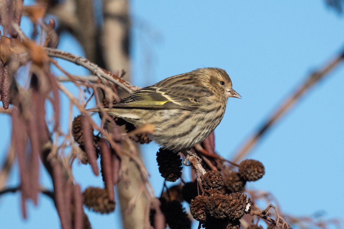 čížek severoamerický - ML647309801