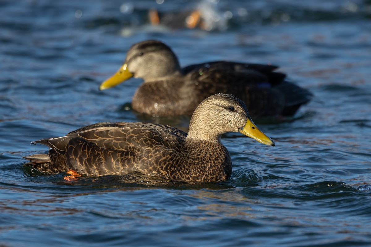 Dunkelente - ML647309805