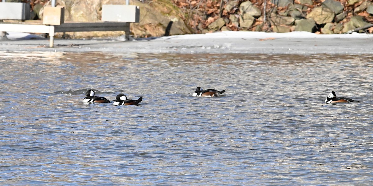 Hooded Merganser - ML647309806