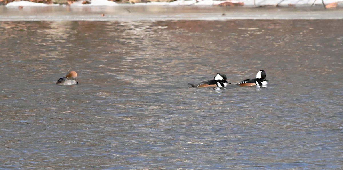 Hooded Merganser - ML647309812