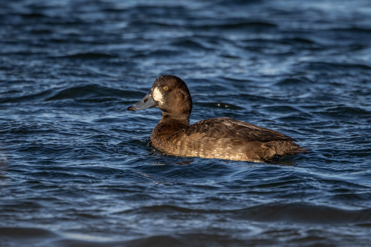 Bergente - ML647309822