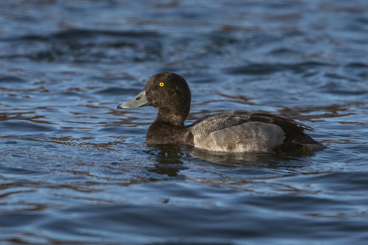 Bergente - ML647309823