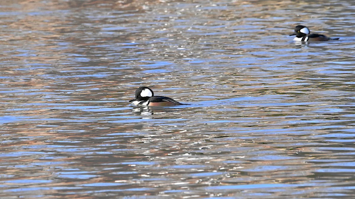Hooded Merganser - ML647309826
