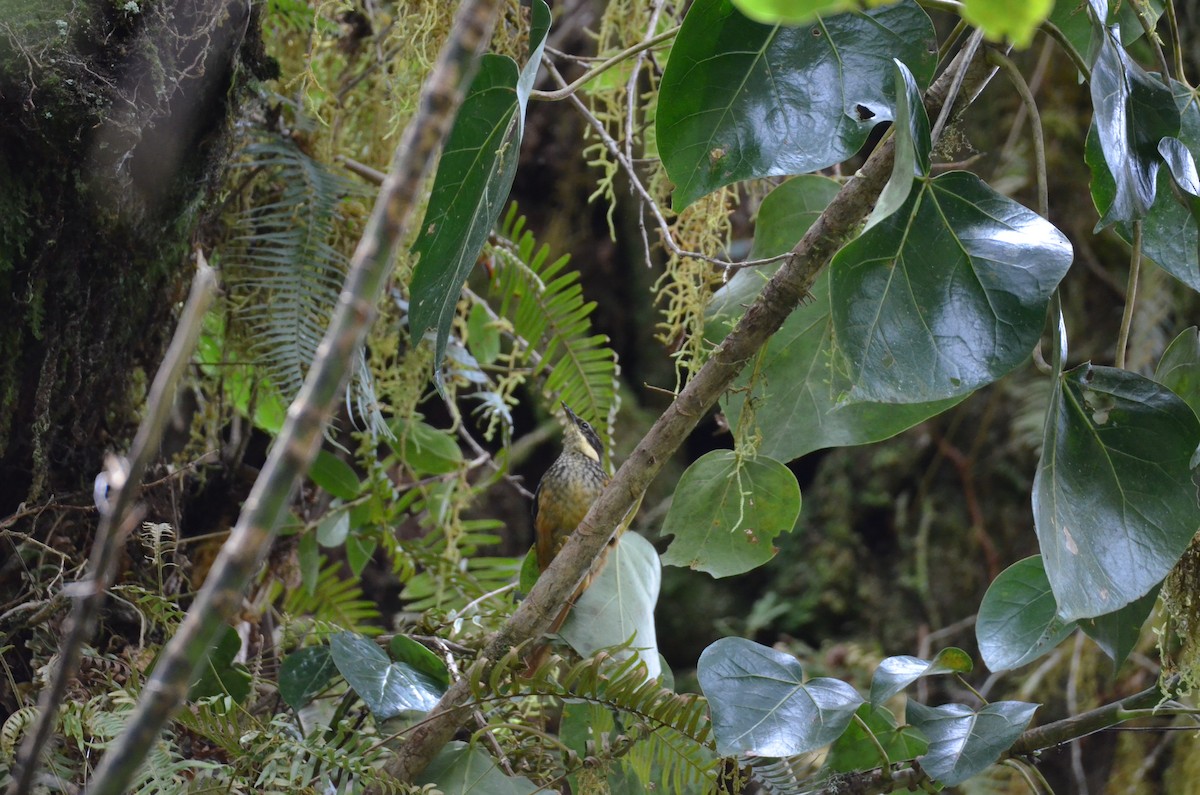 Buffy Tuftedcheek - ML647309831