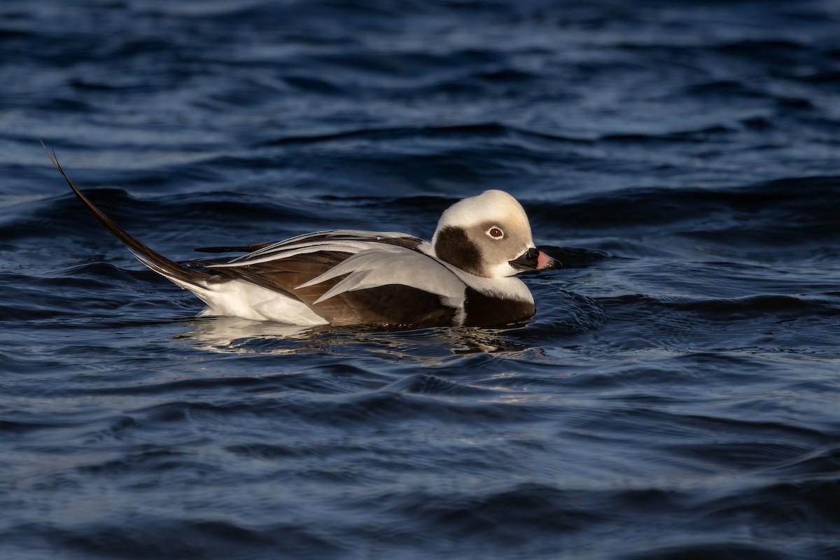 Eisente - ML647309833