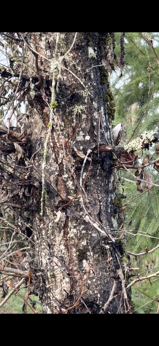Brown Creeper - ML647309835
