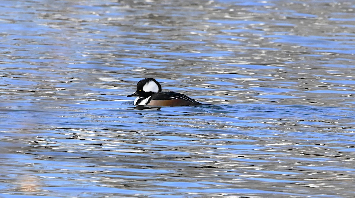 Hooded Merganser - ML647309839