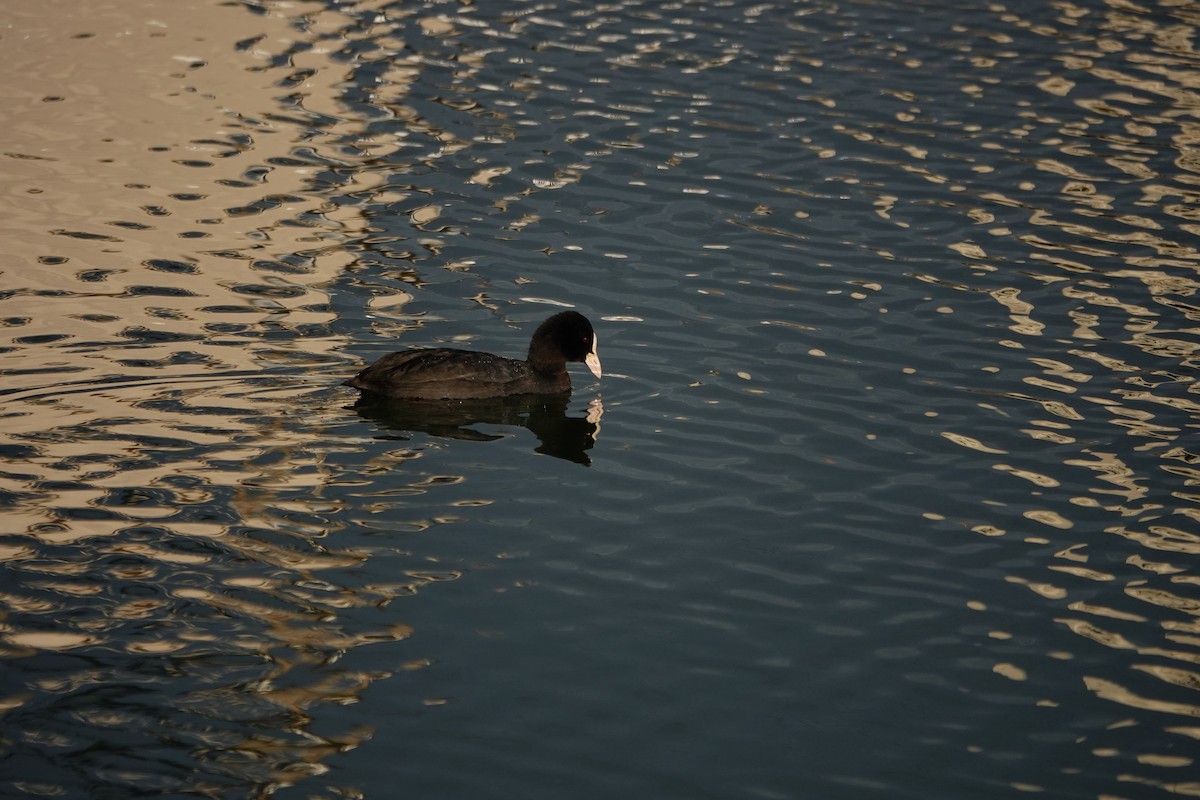 Eurasian Coot - ML647309843