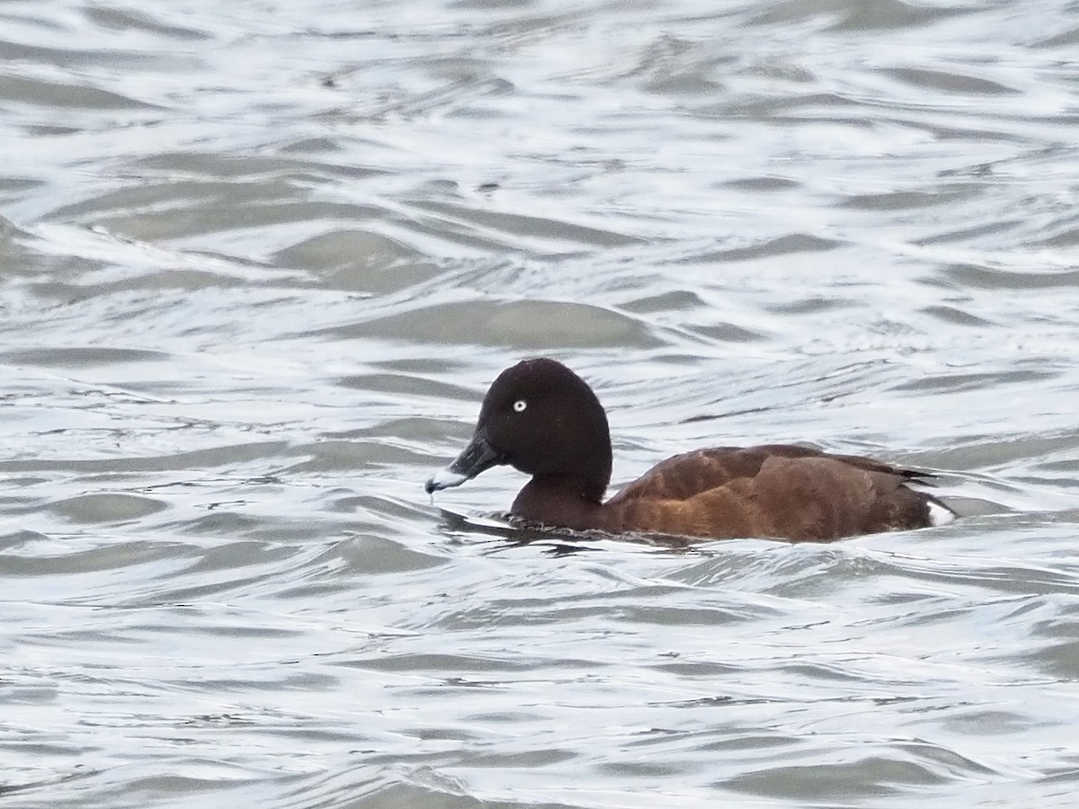 Hardhead - ML647309847