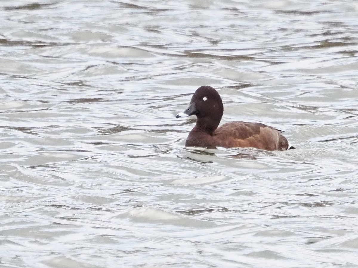 Hardhead - ML647309848