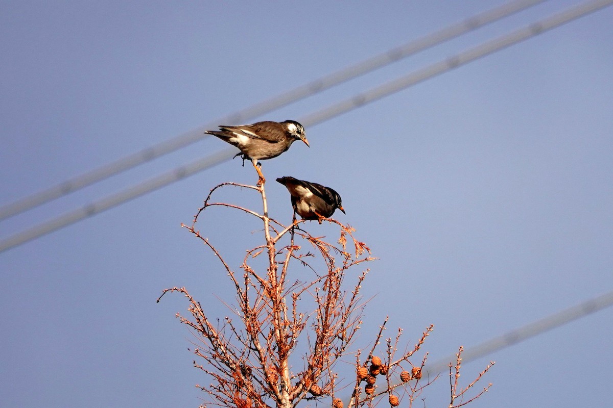 White-cheeked Starling - ML647309850