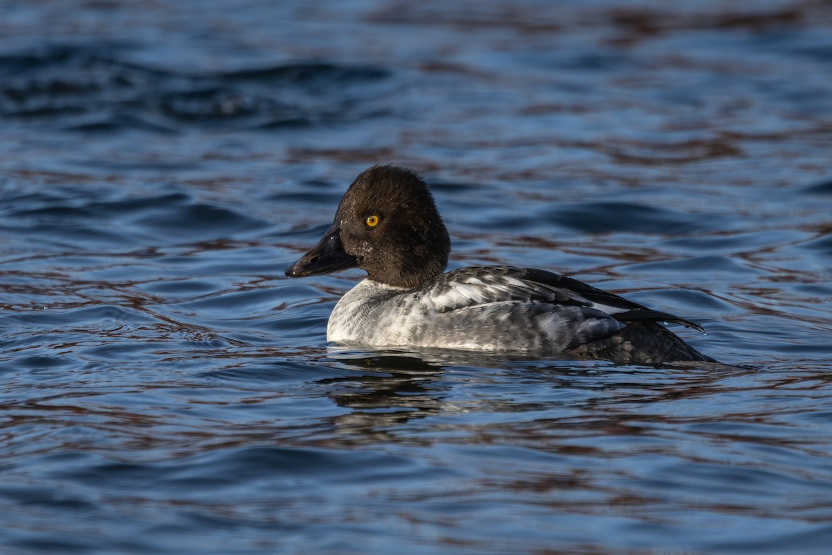 Schellente - ML647309856