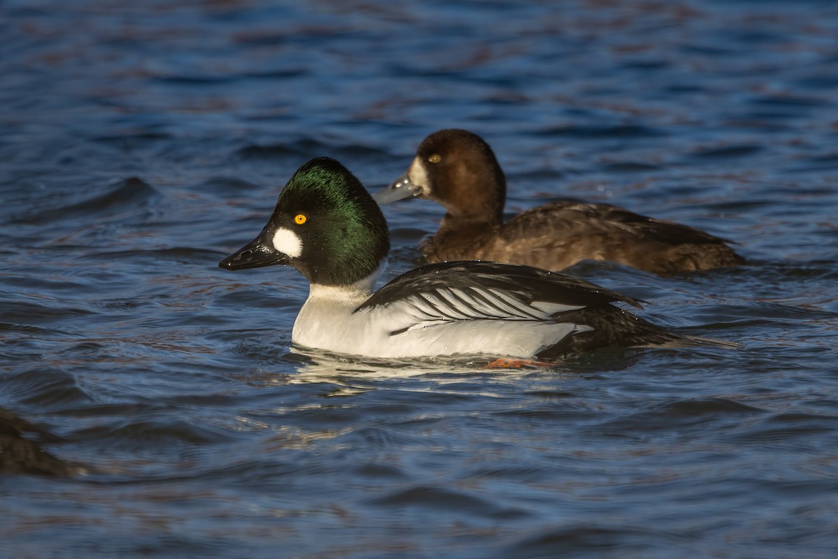 Schellente - ML647309857