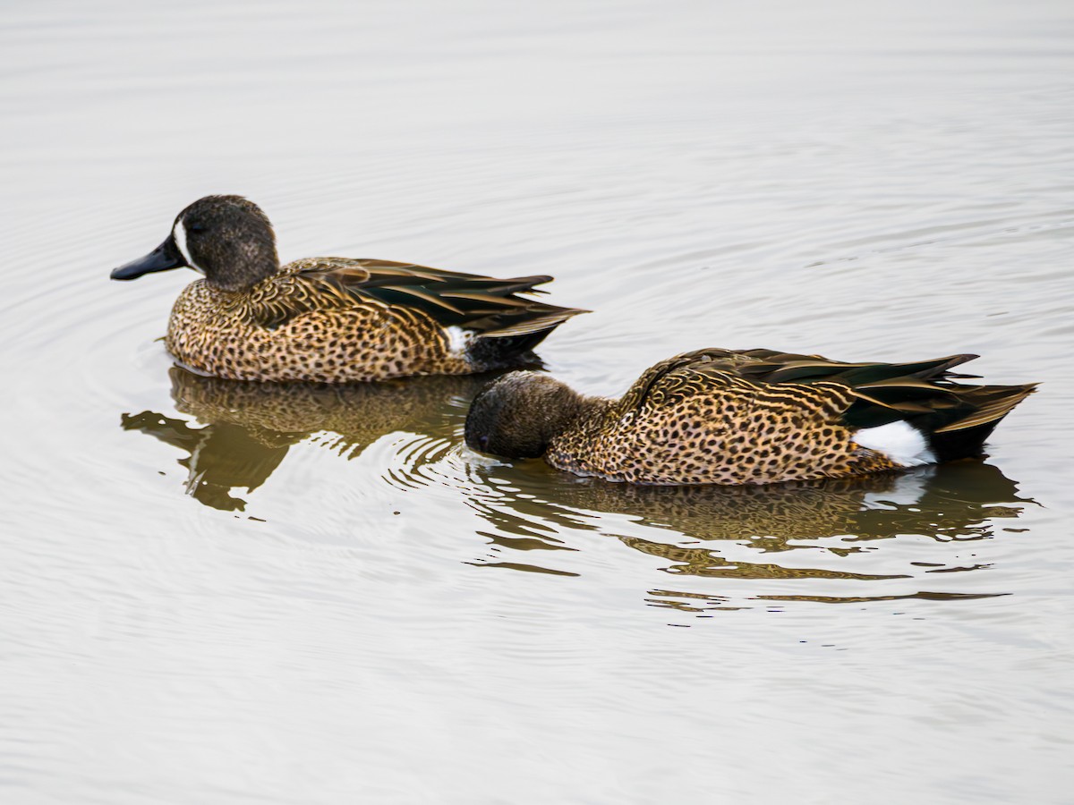 ミカヅキシマアジ - ML647309871