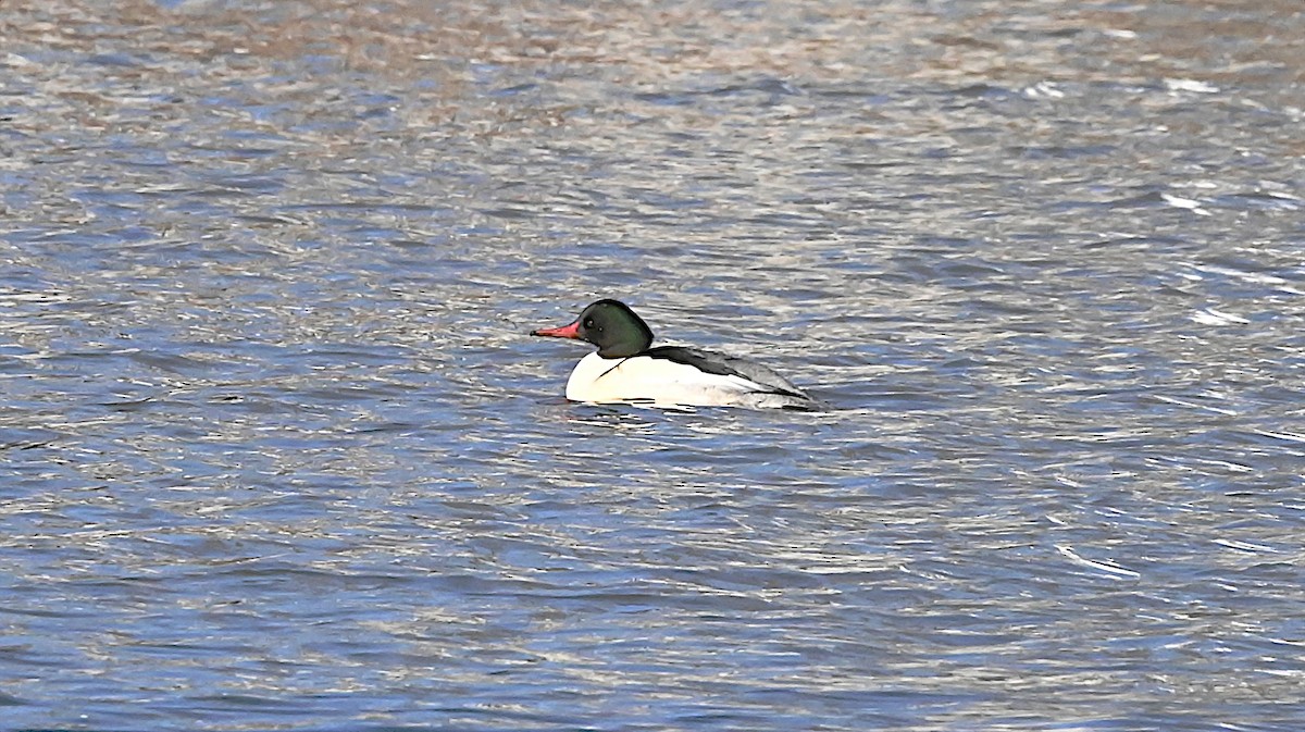 Common Merganser - ML647309873