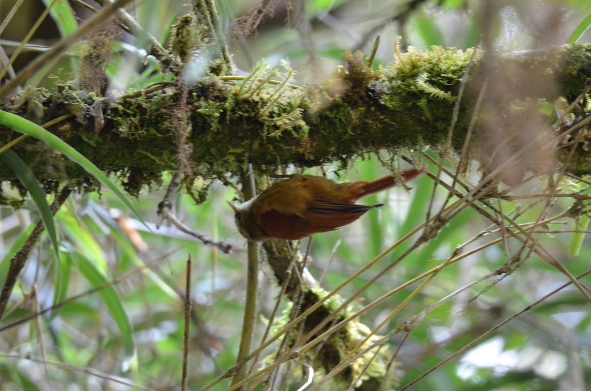Ruddy Treerunner - ML647309882