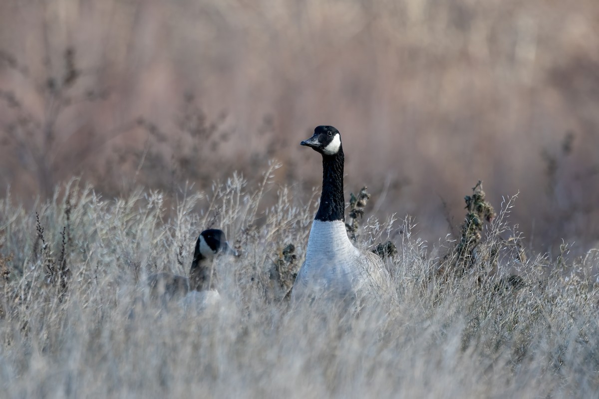 Kanadagans - ML647309883