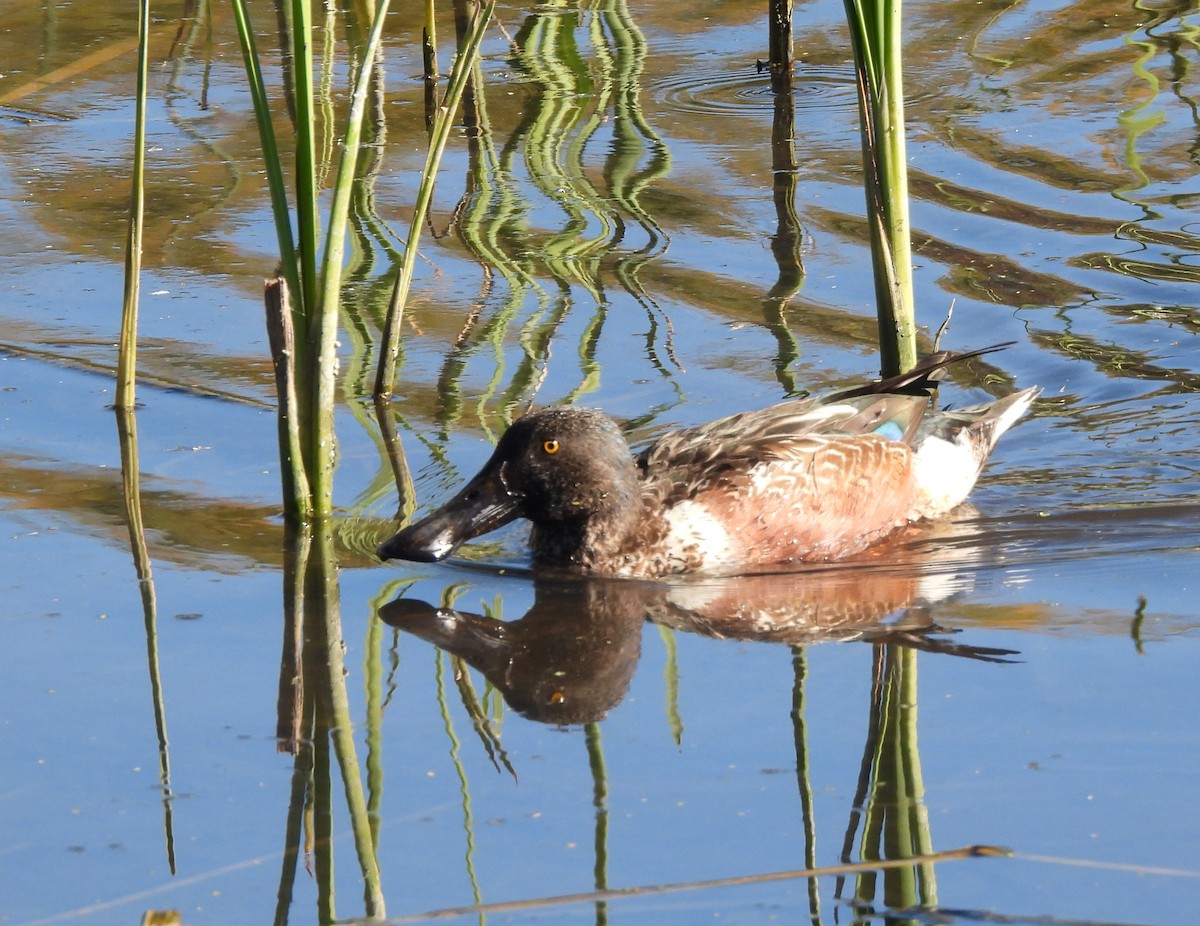 skjeand - ML647309885