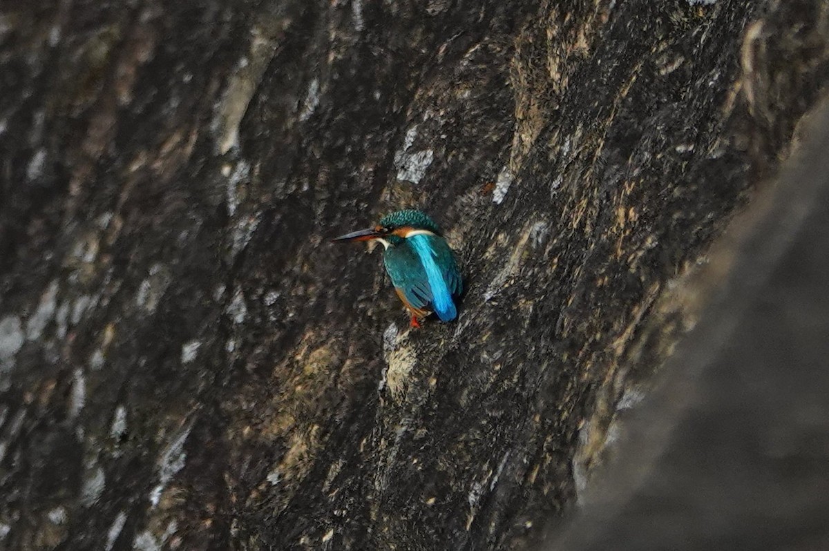 Common Kingfisher - ML647309899