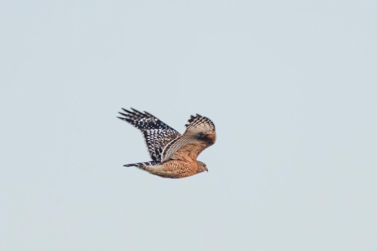 Red-shouldered Hawk - ML647309905
