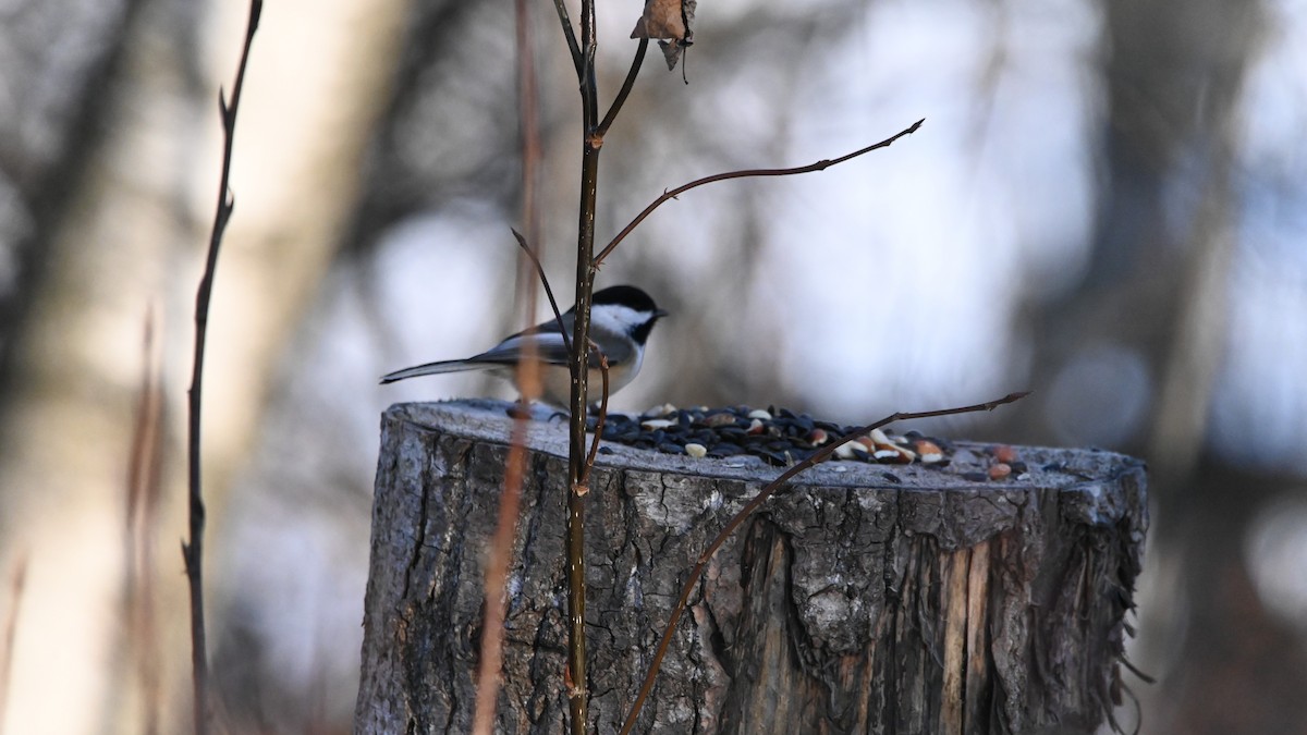 Black-capped Chickadee - ML647309908