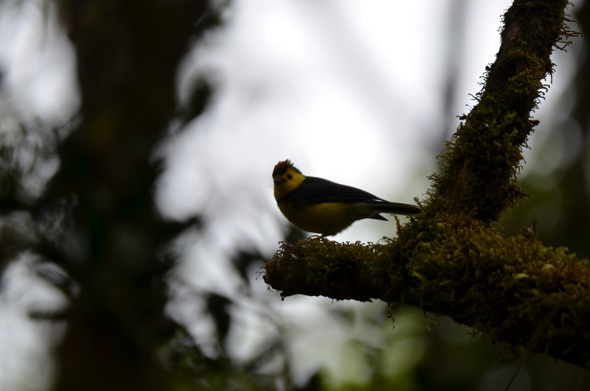 Collared Redstart - ML647309910